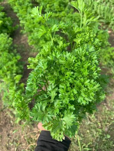 Петрушка кудрявая