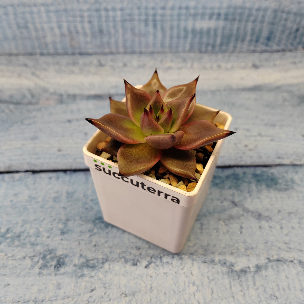 Echeveria Taurus (Эхеверия)