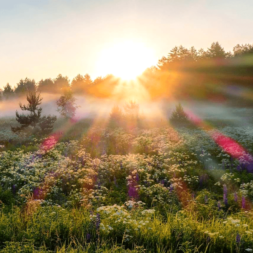 Morning freshness (Свежесть) отдушка (Франция)