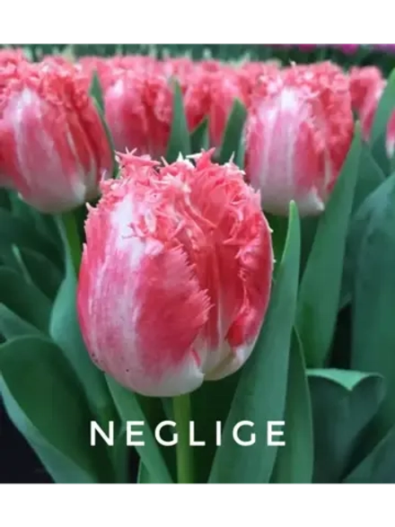 Луковицы тюльпанов бахромчатые сорт NEGLIGE (4 штуки)