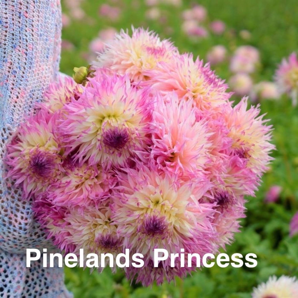Георгина Пайнлэндс Принцесс (Pinelands Princess), корнеклубень