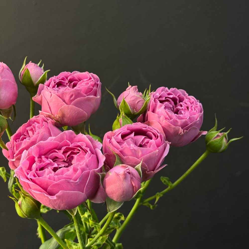 Кустовая Роза Mystic Bubbles, 1шт (ветка)