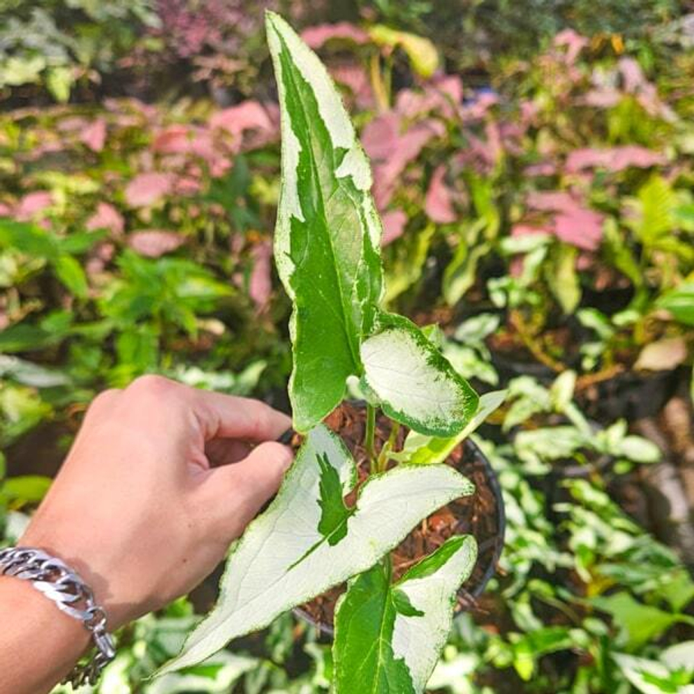 Сингониум MAJESTY