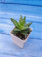Aloe Juvenna (Алоэ)
