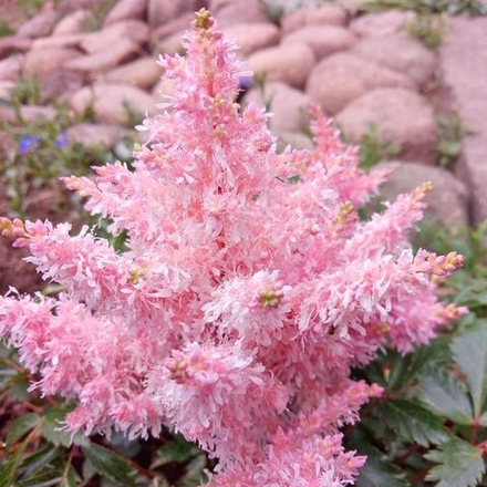 Астильба гибридная Шугаберри С2