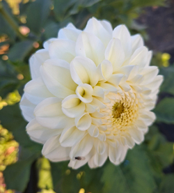 Георгин Бум Бум Вайт (Boom Boom White)