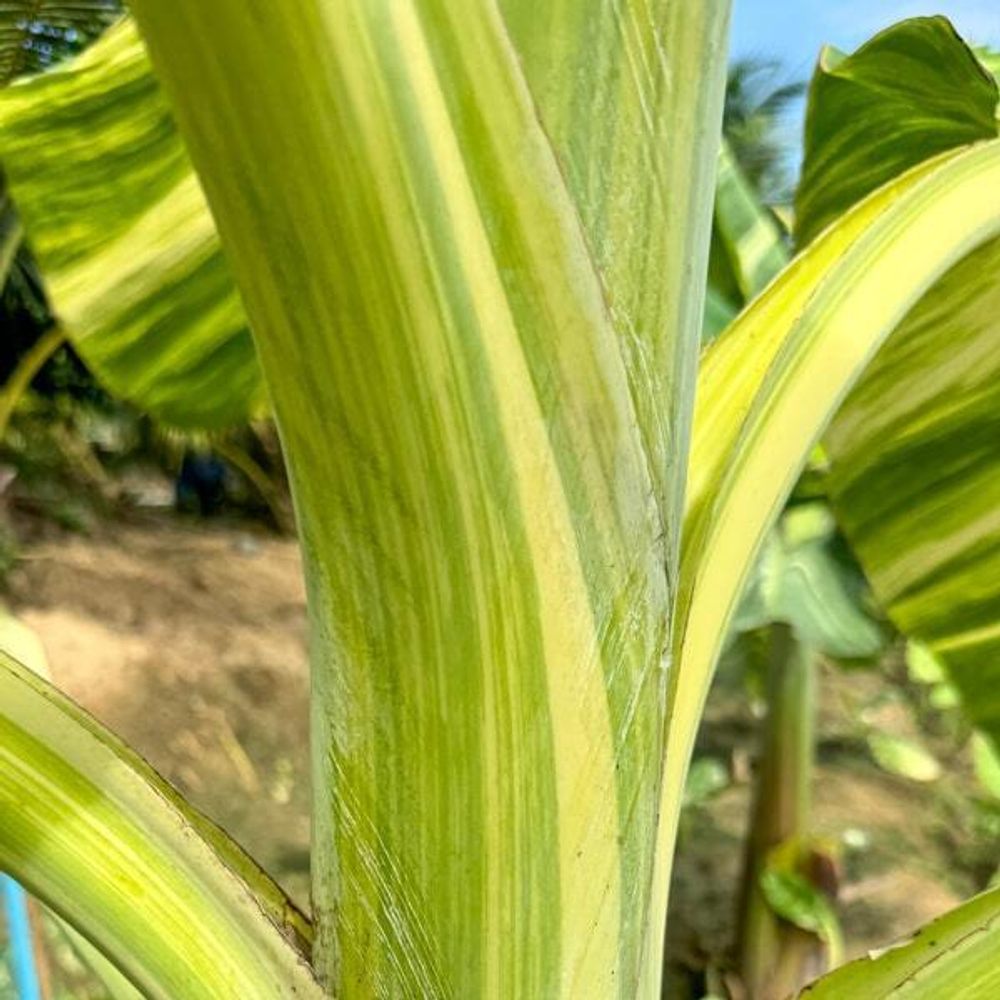 Банан вариегатный NAM WAH ICE CREAM