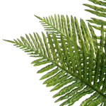 Папоротник Флебодиум куст 80 см.