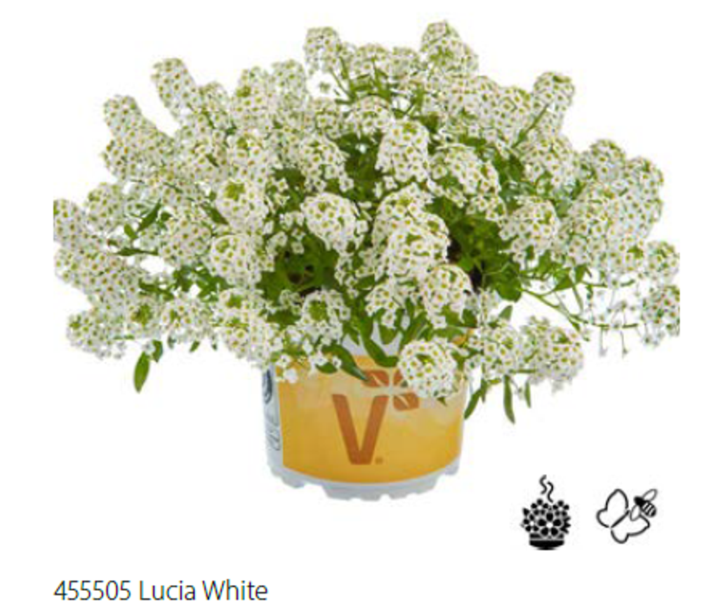 Лобулярия/Алиссум Lucia White укорененный черенок ОКС конец ноября