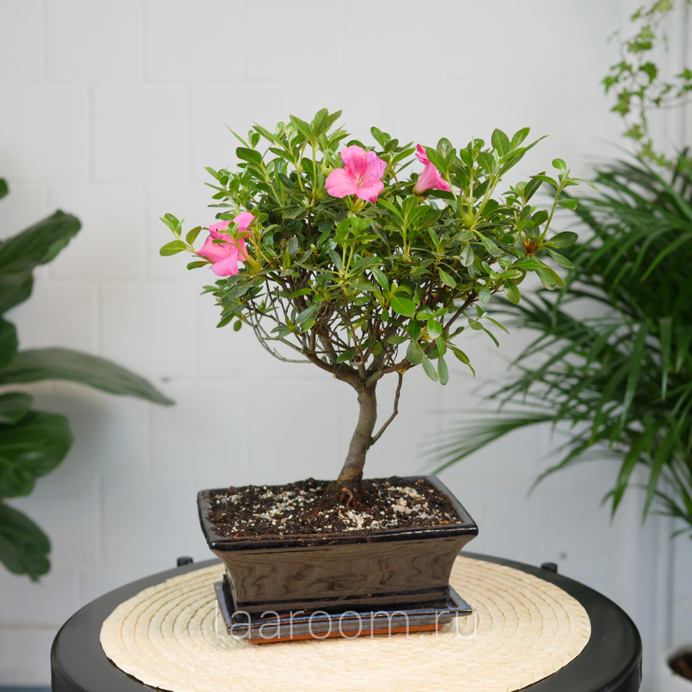 Бонсай Азалия