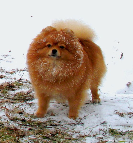 Померанец (померанский шпиц) Померанец (померанский шпиц)