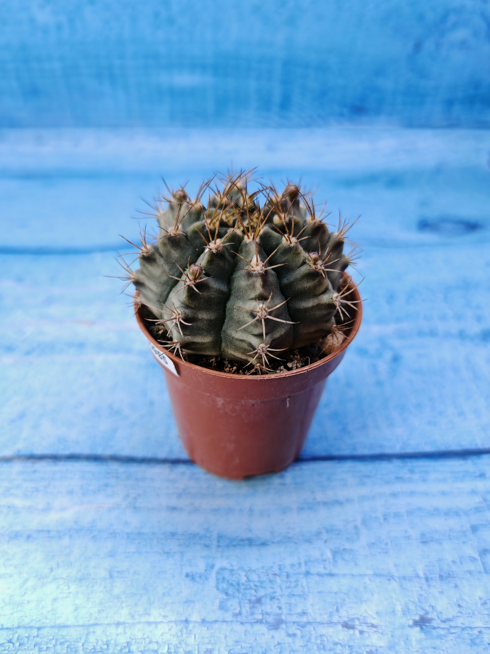 Gymnocalycium Friedrichii (Гимнокалициум)