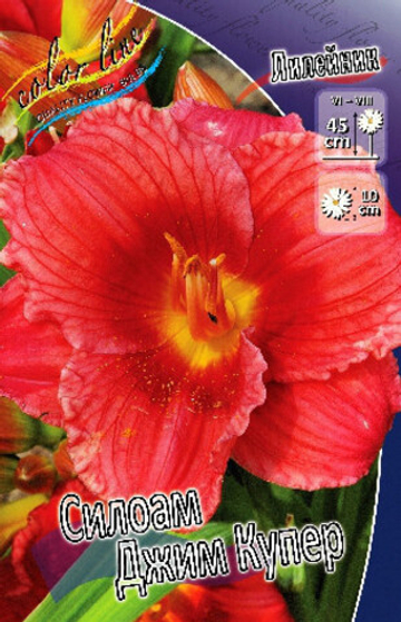 Лилейник Силоам Джим Купер