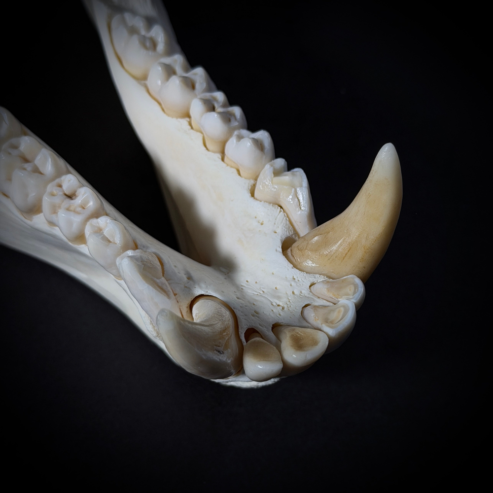 Череп бабуина