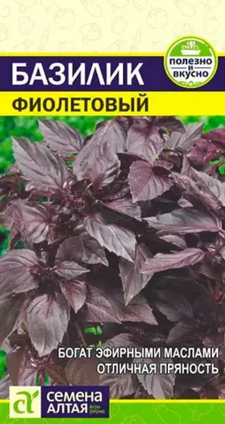 Базилик фиолетовый