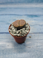 Lithops sp. (Литопсы)