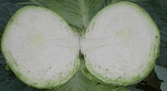 ЗАКАЗ F1 семена капусты белокочанной (Seminis | Alexagro)