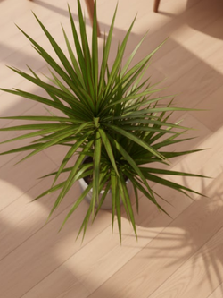 Драцена Маргината д.21