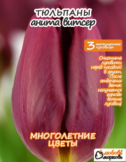 Тюльпан Луковица, Анита Витзер, 3+шт