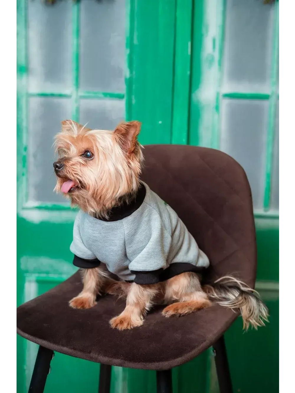 Толстовка для собак и кошек