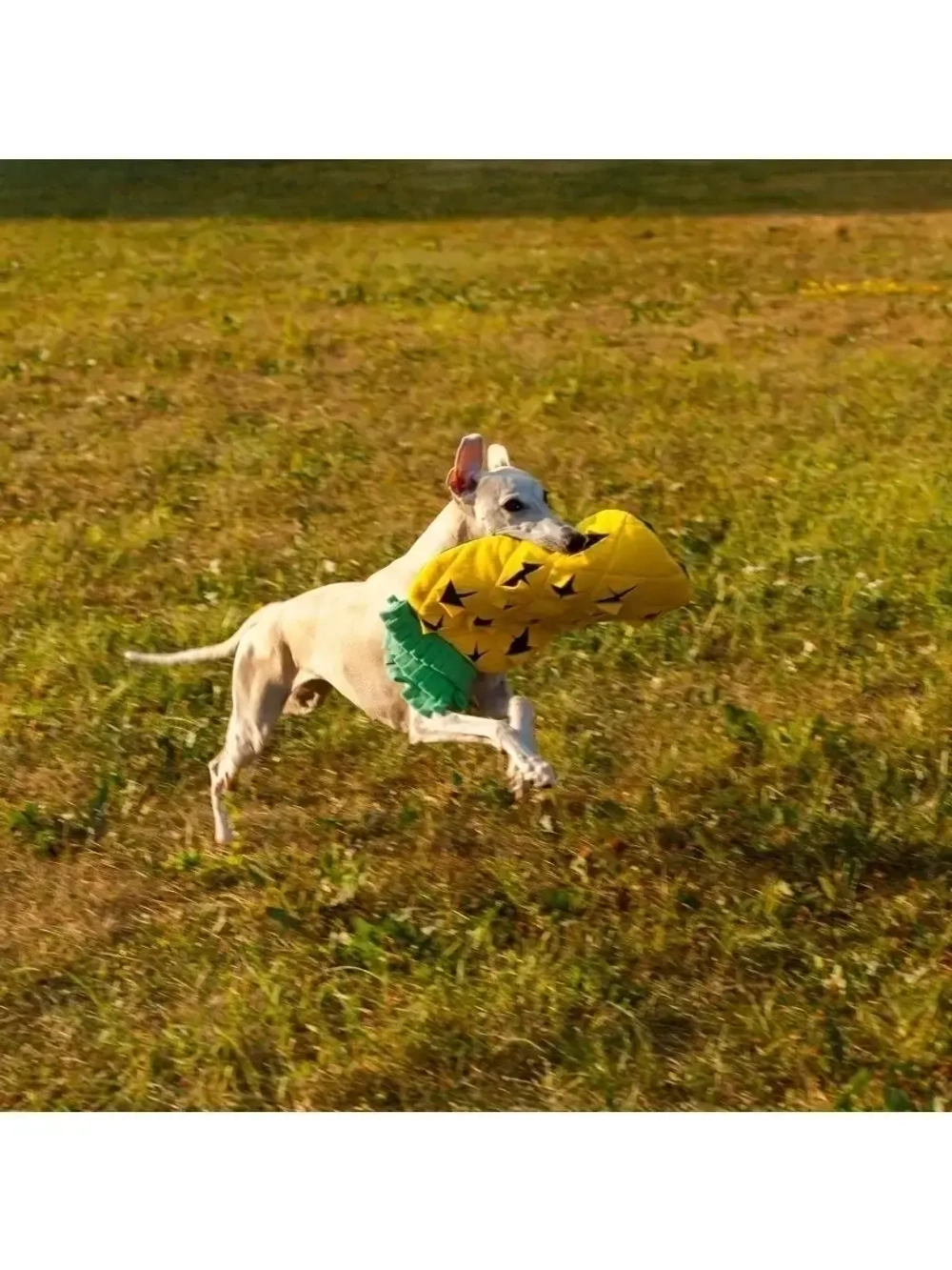 Нюхательный коврик для собак и лакомств