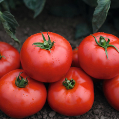 Тонопа F1 семена томата детерминантного (Bejo / Бейо)