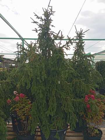 Ель обыкновенная Акрокона С90 140-160