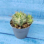 Euphorbia meloformis f. Variegated (Эуфорбия вариегатная)