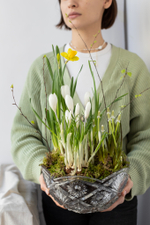 Луковичные первоцветы в декоративной хрустальной вазе