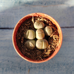 Lithops sp. (Литопсы)