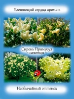 Сирень Примроуз жёлтая
