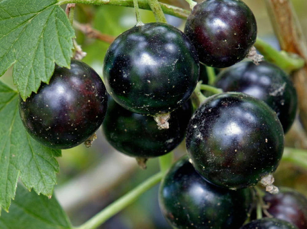 Саженец Смородины черной «Русалка» (Вкус-феномен, Самая сладкая, Гигантская ягода, Тонкокожая)