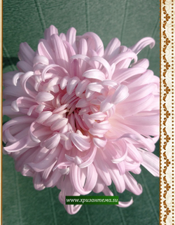 Christine Arnul крупноцветковая хризантема ☘  ан 63   (временно нет в наличии)