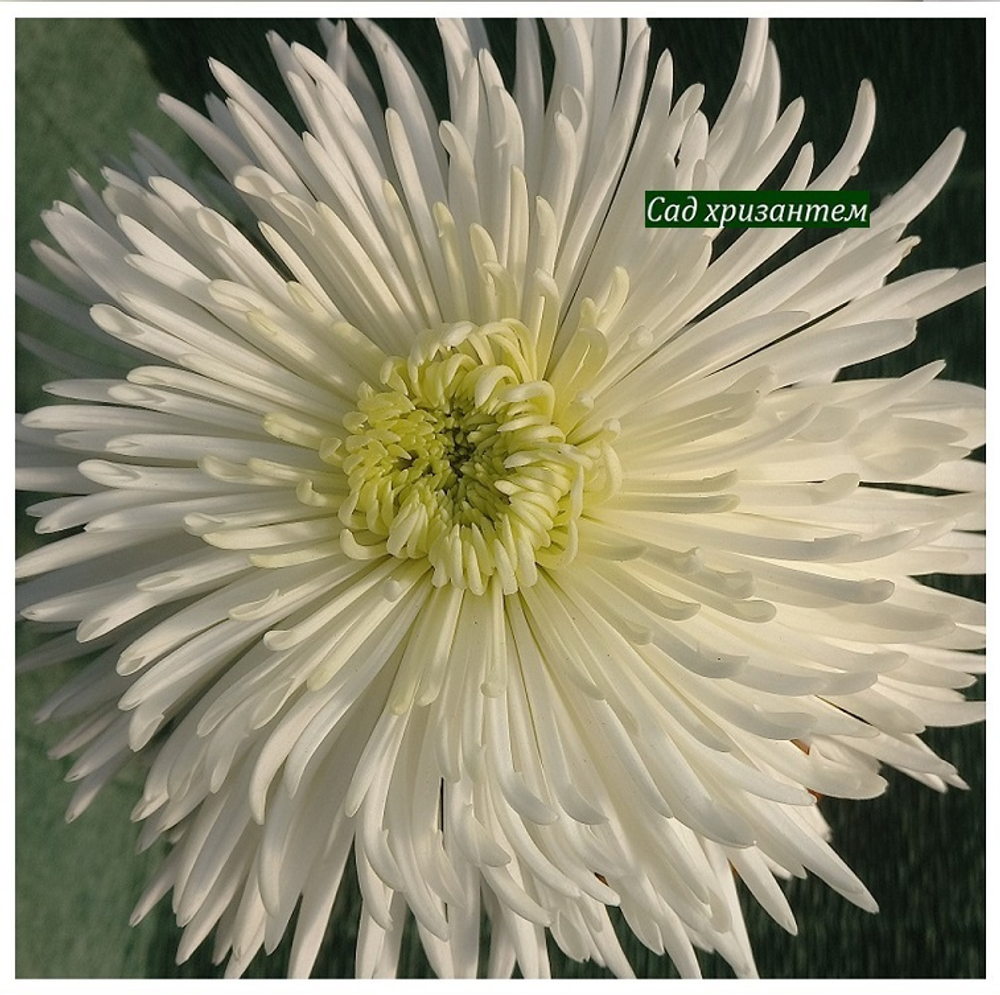 Хризантема одноголовая Спайдер белый  ☘ о.79   (временно нет в наличии)