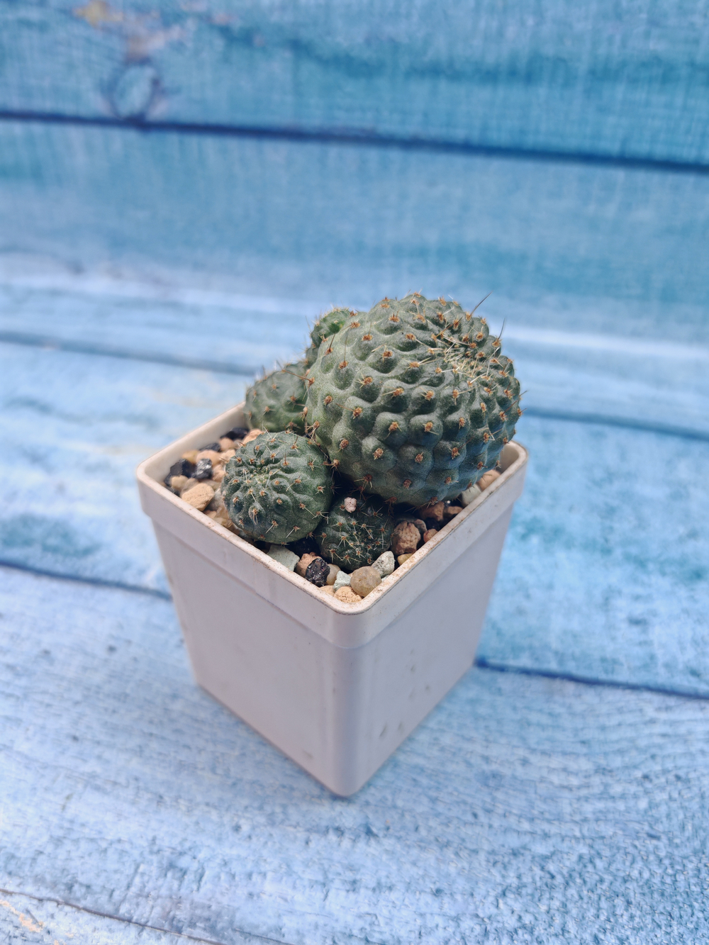 Rebutia Nitida (Ребуция)