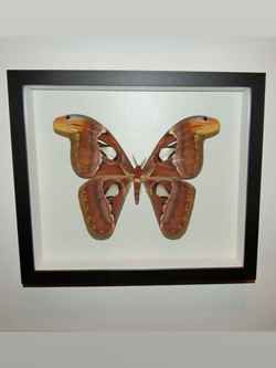 Бабочка Attacus atlas самка в рамке