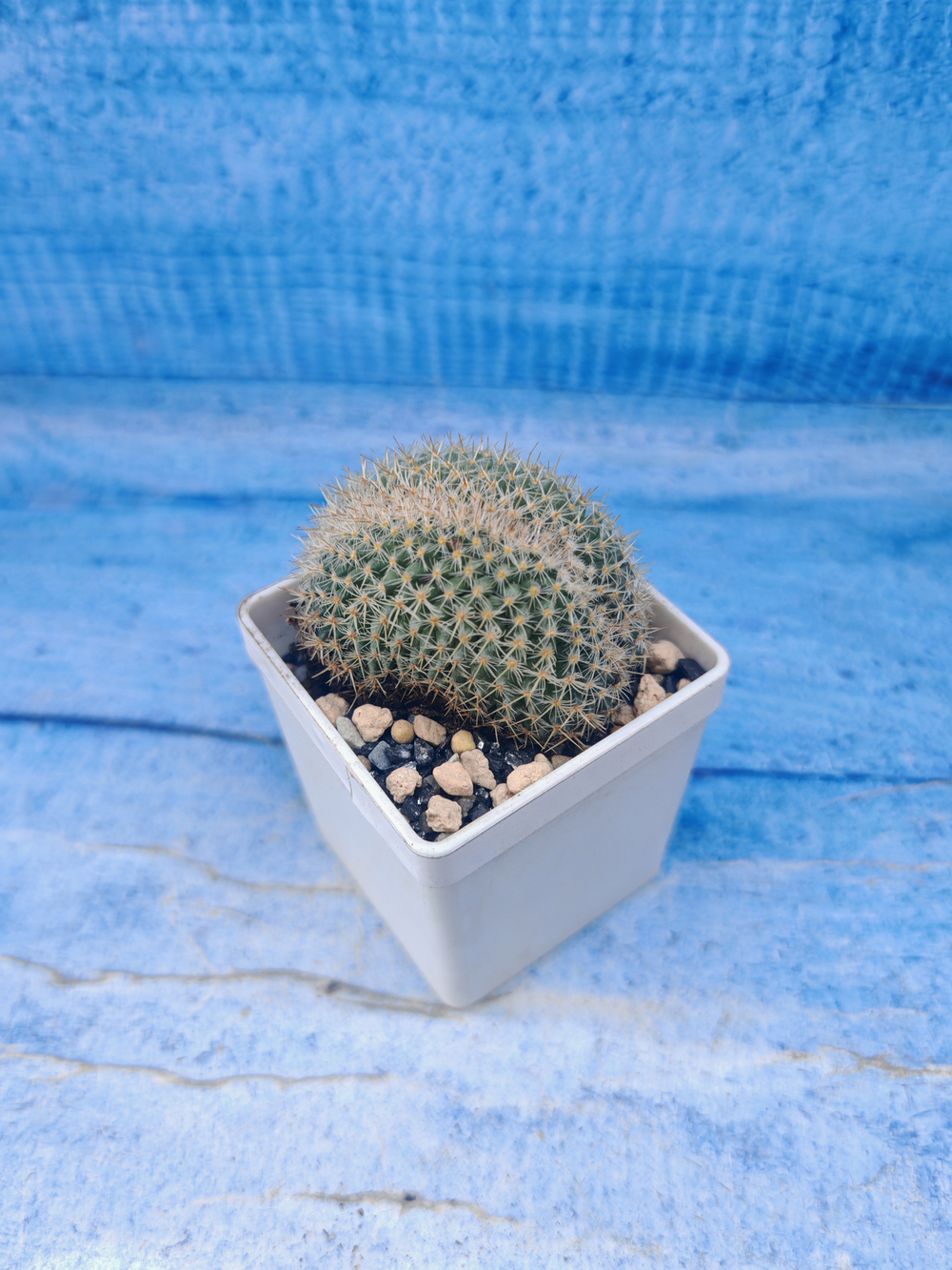 Mammillaria Spinosissima cristata (Маммиллярия)