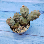Tephrocactus Articulatus (Тефрокактус)