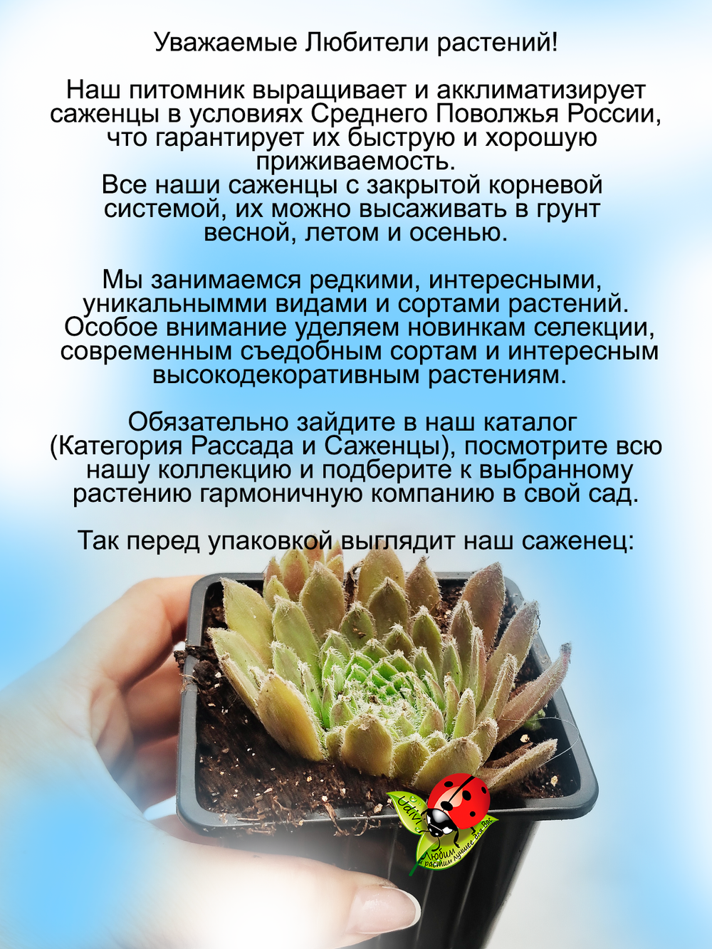 Молодило Пушистое Вишневое каменная роза