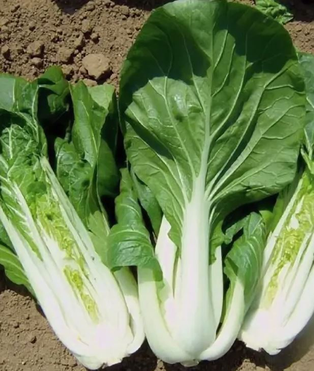 Капуста китайская Пак-чой, сорт Бопак F1 (Bejo / Бейо) 10 шт.