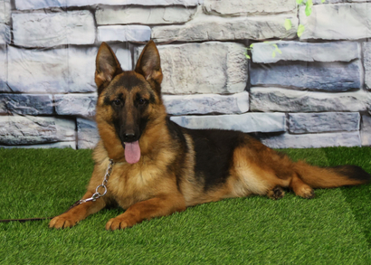 ИЛИККА Из Поместья Боговик - 08.05.2025 д.р.