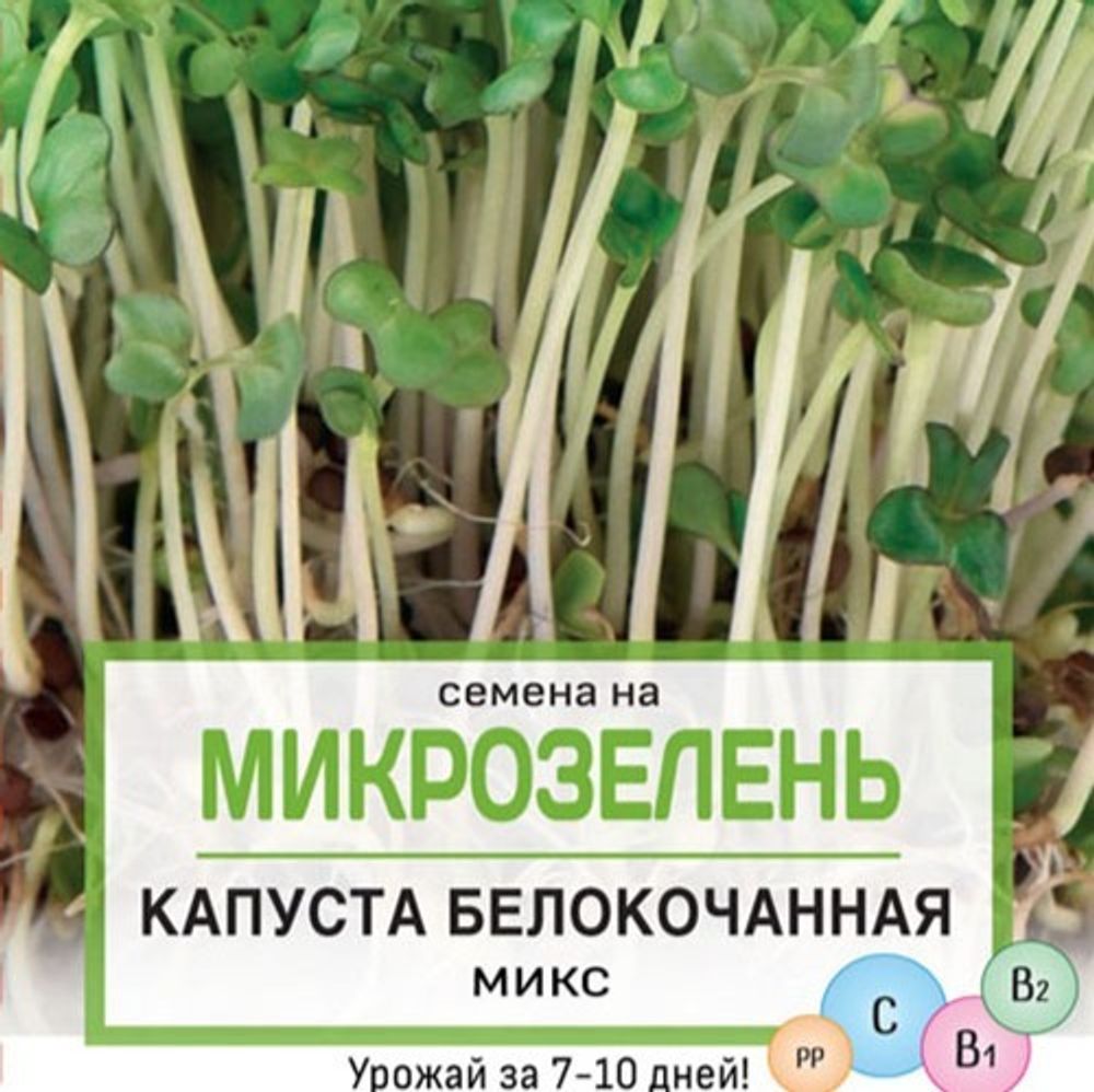 Микрозелень капуста белокочанная – купить за 30 ? | Раздолье-садовода.рф