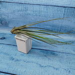 Tillandsia Juncea (Тилландсия Ситниковая)