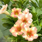 Адениум MORNING SUN