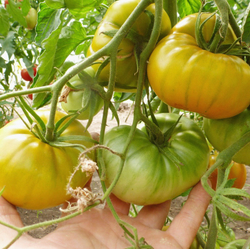 Помидоры — Золото Cherokee Green