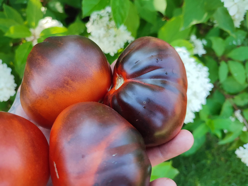 Синяя груша (Blue pear) сорт томата