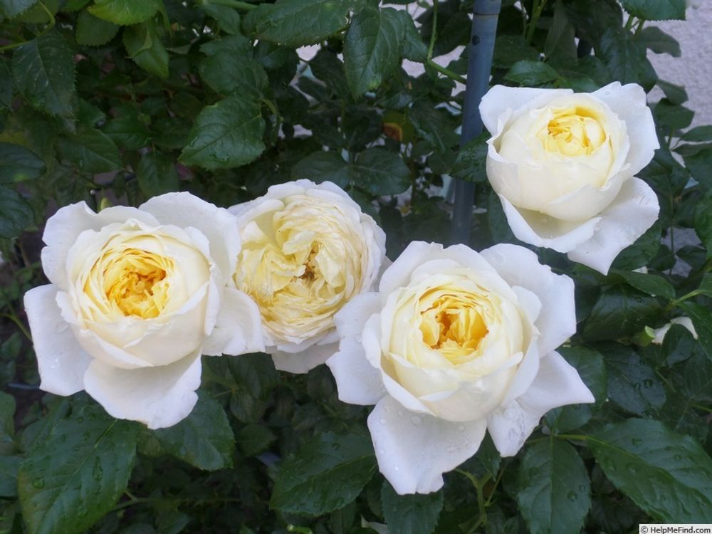 Амнести Интернешнл (Amnesty international)