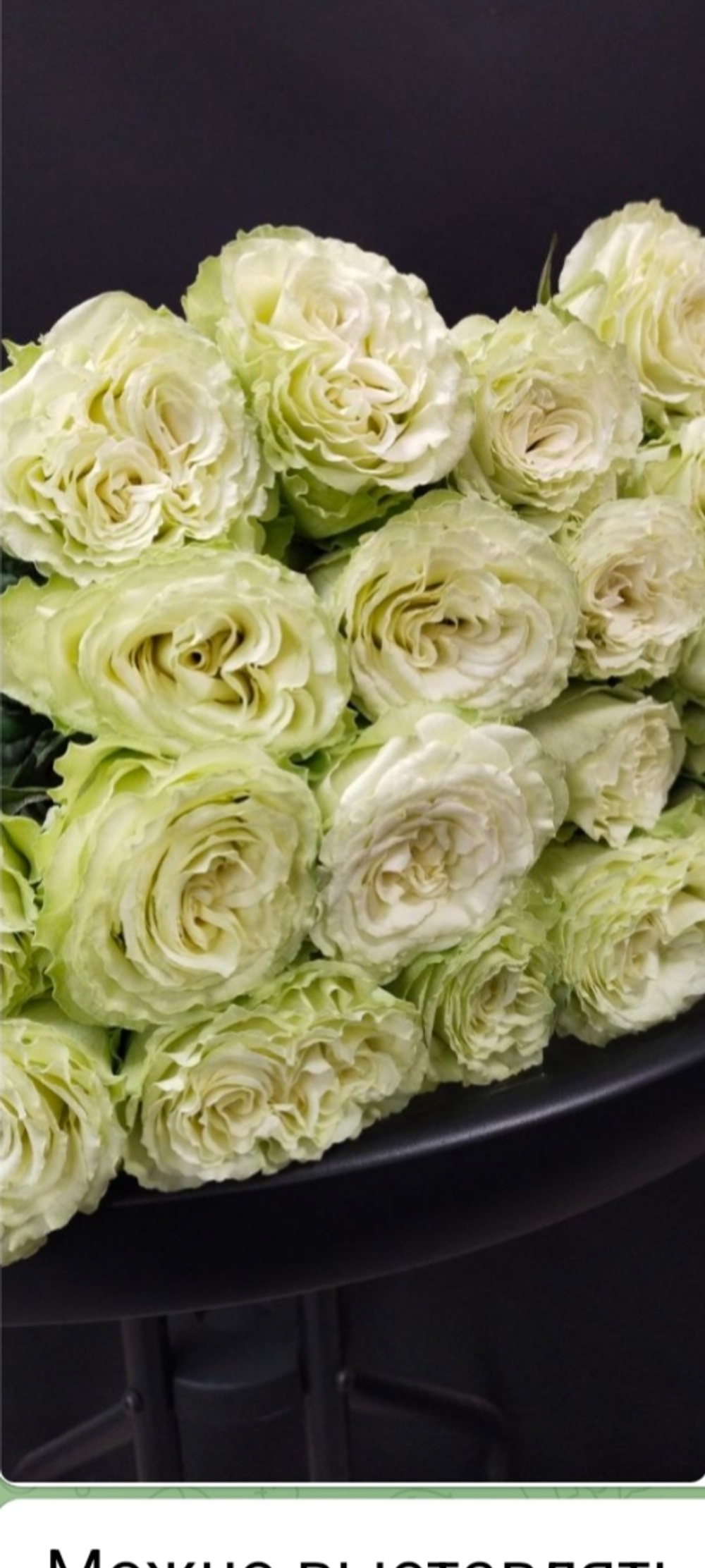 Роза Эквадор 60 см