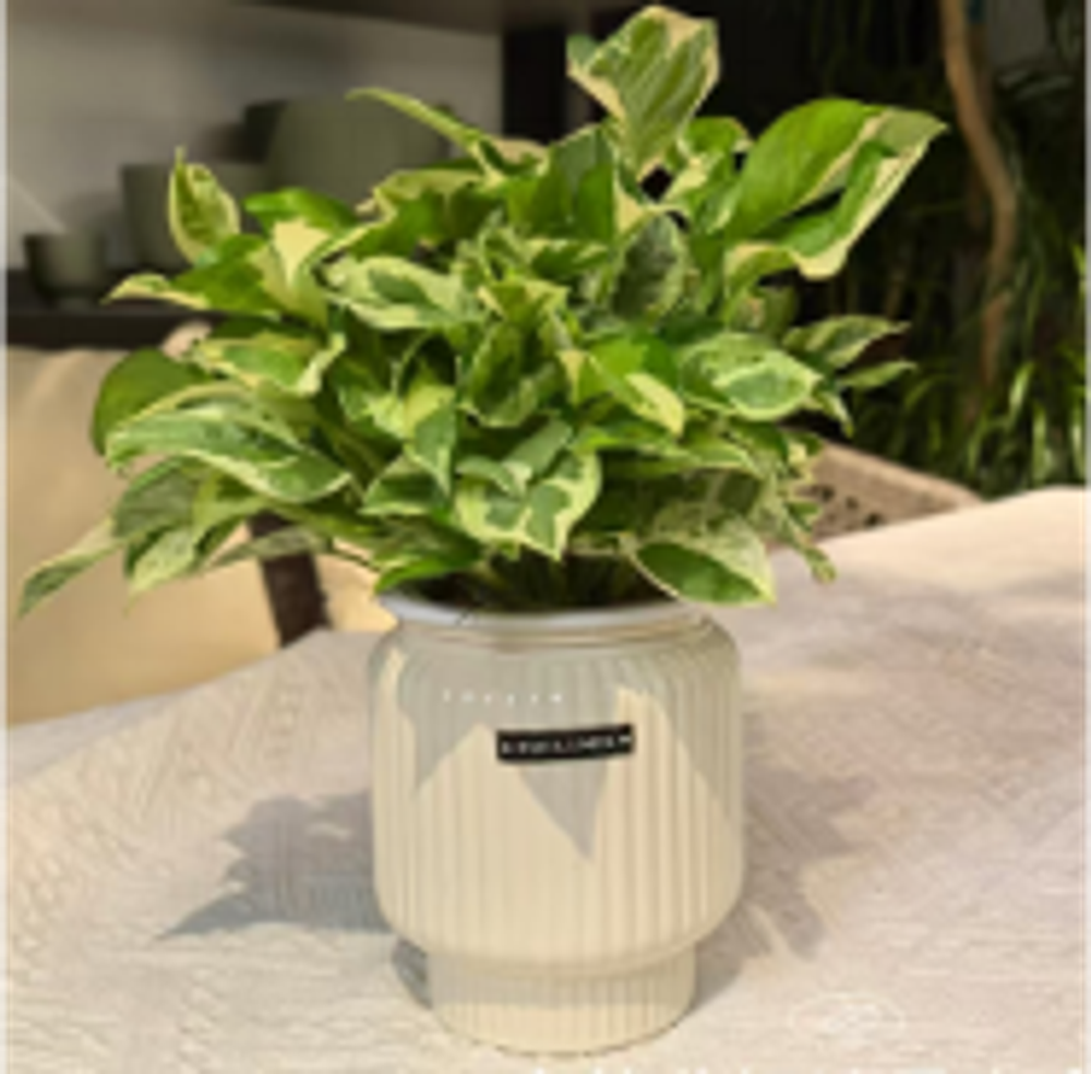 Эпипремнум Silver Pothos д.14 горшок с автополивом