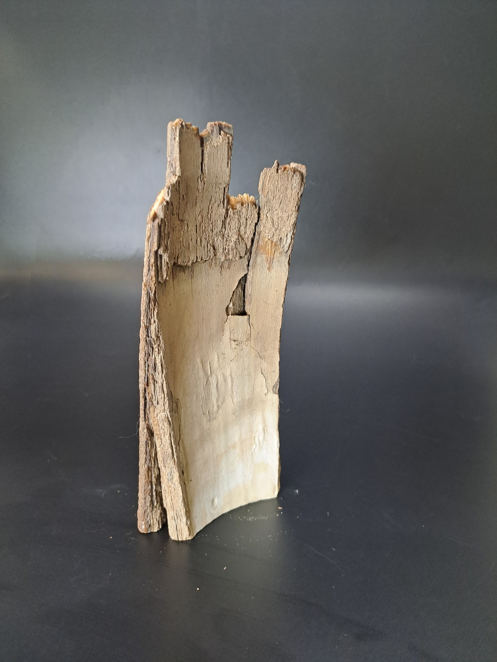 Бивень мамонта для коллекции